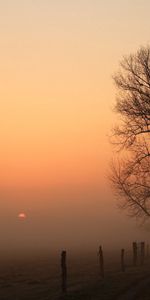 Nature,Wood,Road,Tree,Haze,Pillars,Columns,Fog,Dawn