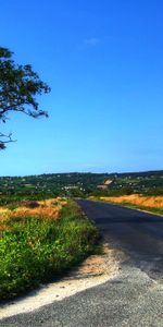 Nature,Wood,Road,Tree,Landscape