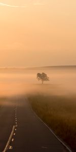 Bois,Route,Arbre,Brouillard,Balisage,Nature