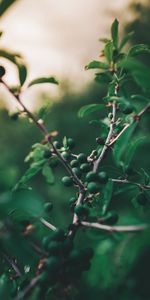 Nature,Wood,Tree,Branch,Fruit,Fetus,Olives