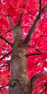 Nature,Wood,Tree,Branches