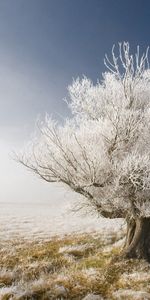 Madera,Sucursales,Pelo Canoso,Cabello Canoso,Dormir,Soñar,Esgrima,Recinto,Naturaleza,Árbol,Rama,Escarcha,Desnudo