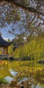 Nature,Wood,Tree,Branches,Branch,Pond,Alcove,Bower,Flora,China