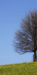 Nature,Wood,Tree,Branches,Branch,Summer,Field,Naked