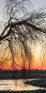 Nature,Wood,Tree,Branches,Branch,Willow,Sunset