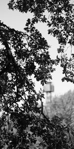 Nature,Wood,Tree,Branches,Bw,Chb