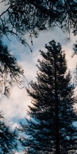 Nature,Wood,Tree,Branches,Needles,Barbed,Spiny,Dark