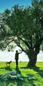 Nature,Wood,Tree,Dog,Evening,Stroll,Rest,Relaxation,Girl