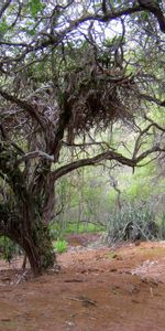 Nature,Wood,Tree,Dry,Ancient,Sand