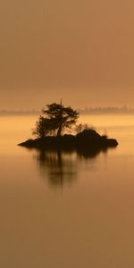 Nature,Wood,Tree,Evening,Shrubs,Islet,Island,Loneliness