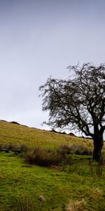 Nature,Wood,Tree,Field