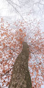 Feuilles,Arbre,Brouillard,Couronner,Branches,Bois,Couronne,Tronc,Nature