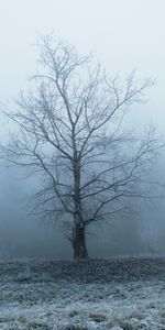 Nature,Wood,Tree,Frost,Hoarfrost,Haze,Fog