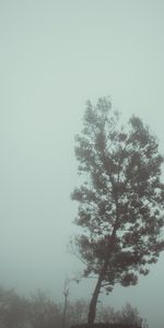 Nature,Wood,Tree,Haze,Fog,Autumn,Gloomy