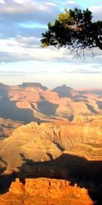 Nature,Wood,Tree,Height,Shadows,Sunlight,Day,Canyons