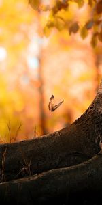 Bois,Arbre,Herbage,Herbes,Nature,Tronc,Papillon