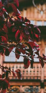 Nature,Wood,Tree,Leaves,House