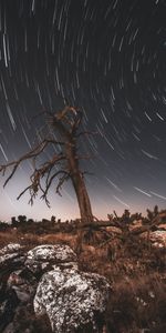 Nature,Wood,Tree,Long Exposure,Snag,Stars,Night