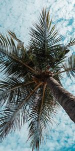 Bois,Arbre,Vue De Dessous,Vue De Bas,Branches,Nature,Paume,Tropiques