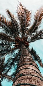 Nature,Wood,Tree,Palm,Branches,Bottom View,Trunk