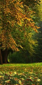 Nature,Wood,Tree,Panorama,Trunk,Mighty,September