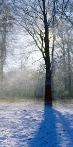 Nature,Wood,Tree,Shadow,Sunlight,Snow,Park