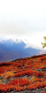 Nature,Wood,Tree,Slope,Paints,Autumn,Lonely