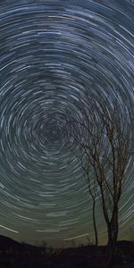 Nature,Wood,Tree,Starry Sky,Long Exposure,Stars,Rotation