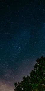 Nature,Wood,Tree,Starry Sky,Night