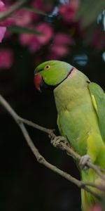 Animales,Loro Collar,Loro Quemado,Loros,Pájaro