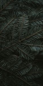 Needle,Branches,Fir,Spruce,Nature,Dark