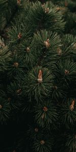 Needle,Branches,Spruce,Fir,Nature