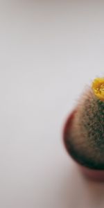 Needle,Cactus,Thorns,Prickles,Flower,Minimalism