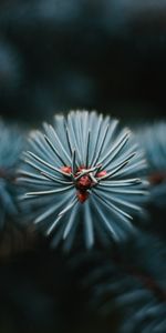 Macro,Rama,Perennifolio,Hojas Perennes,Aguja,Árbol De Navidad