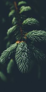 Needle,Drops,Macro,Branch