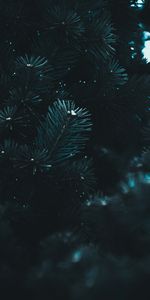 Needle,Macro,Blur,Smooth,Branch,Spruce,Fir,Dark