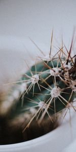 Macro,Suave,Aguja,Planta,Borrosidad,Cacto,Cactus