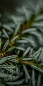 Macro,Flou,Lisse,Épicéa,Sapin,Aiguilles,Aiguille