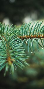 Needle,Macro,Branch,Fir,Spruce,Drops,Plant