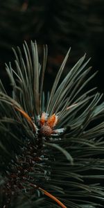 Needle,Macro,Branch,Spruce,Fir