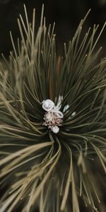 Needle,Macro,Branch,Spruce,Fir,Ring