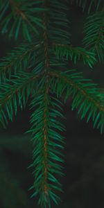 Needle,Macro,Branches,Spruce,Fir