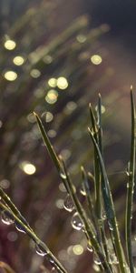 Needle,Macro,Branches,Spruce,Fir,Drops