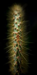 Macro,Aguja,Cacto,Espinas,Cactus