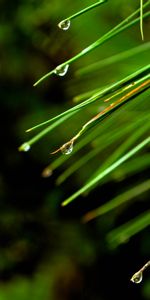 Naturaleza,Drops,Macro,Abeto,Aguja