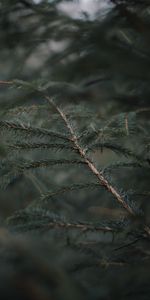 Needle,Macro,Forest,Blur,Smooth,Branch