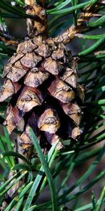 Aiguille,Macro,Forêt,Épicéa,Sapin,Cône,Bosse