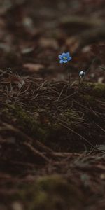 Arenaria,Tôt,Aiguille,Fleur,Mousse,Macro,Seule,Sauvage,Solitaire,Terre