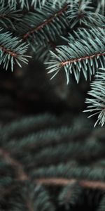 Needle,Macro,Smooth,Christmas Tree,Prickles,Thorns,Pine,Blur,Branch