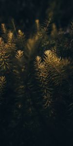 Aiguille,Macro,Bois,Arbre,Branches